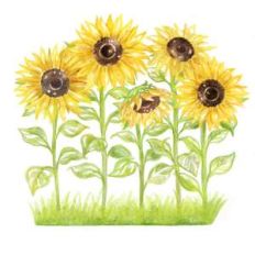 sunflower garden watercolor