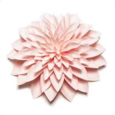 button dahlia