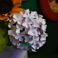 hydrangea