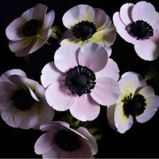 anemones