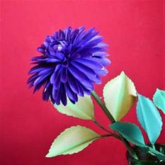 dahlia (violet)