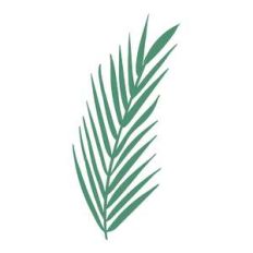 palm leaf