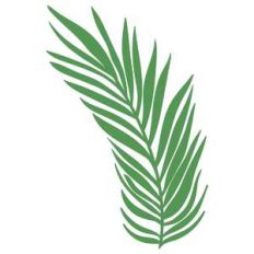 palm leaf
