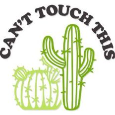 can't touch this cacti