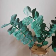 eucalyptus true blue