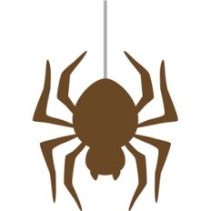 spider