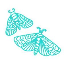 moths