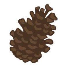 pinecone