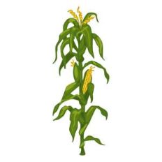 corn stalk