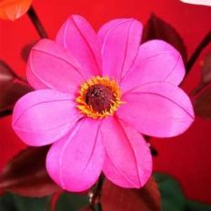 dahlia coccinea