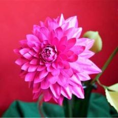 dahlia bicolor