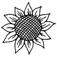 mini sunflower