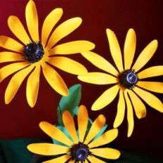 black eyed susan