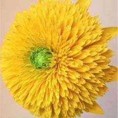 sungold sunflower