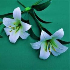 oriental lily