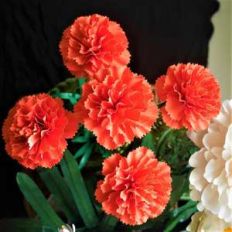 carnation