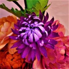 chrysanthemum - lili gallon