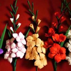 gladiolus