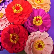 zinnia elegance