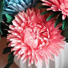 china aster