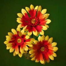 gaillardia arizona sun