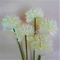 carnation poppy