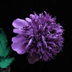 pom pom peony poppy