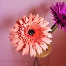 double gerbera