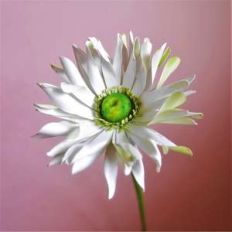 pastrini gerbera