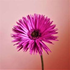 spider gerbera