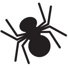 spider