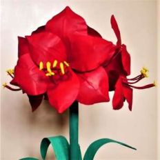 amaryllis