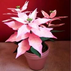 poinsettia