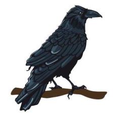 raven