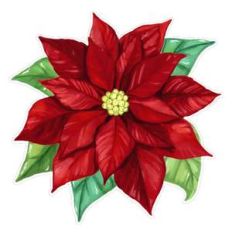 dark red poinsettia flower watercolor