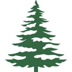 pine tree with snow