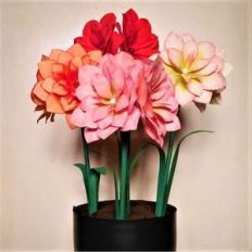 double amaryllis