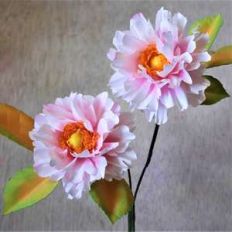 shrub rose