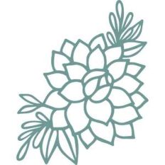 succulent