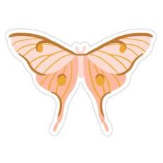 moth