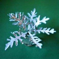 dusty miller