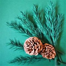 pine cone