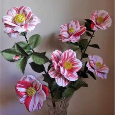 camellia japonica