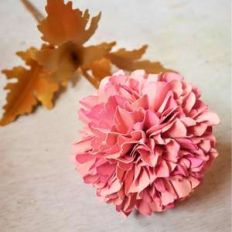 pom pom dahlia