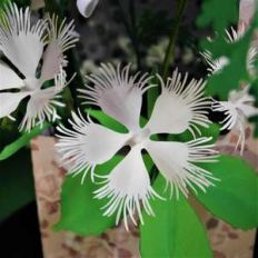 dianthus arenarius