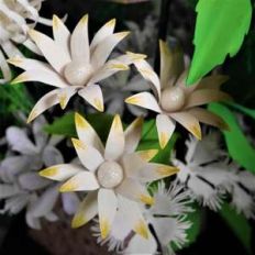 flannel flower