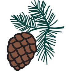 pine branch