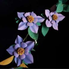 astrea flower