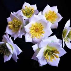 adelia flower