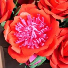 amato flower and mum